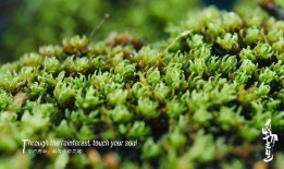 苔藓 在线观看,探索自然之美